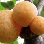 Hongo levaduras lager