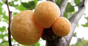 Hongo levaduras lager Lager yeast fungus