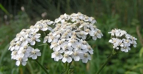 Achillea Millefolium Achillea Millefolium