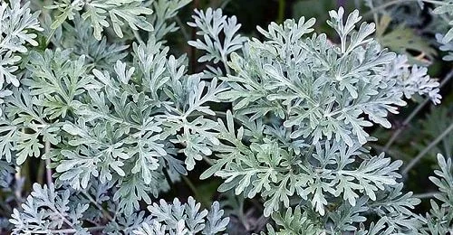 Artemisia Absinthium Artemisia Absinthium