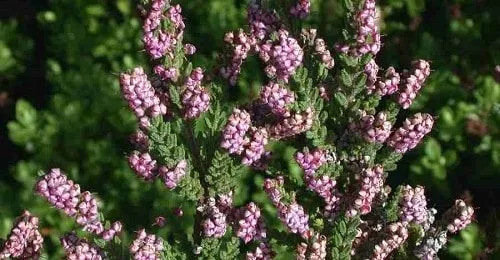 Calluna Vulgaris Calluna Vulgaris
