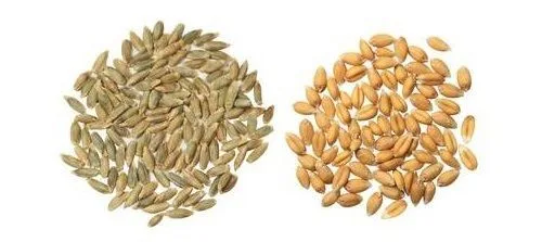 Cebada y trigo