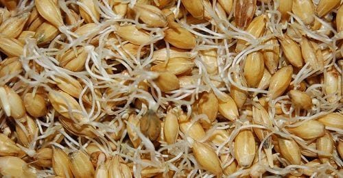 Cebada germinada Cebada germinada