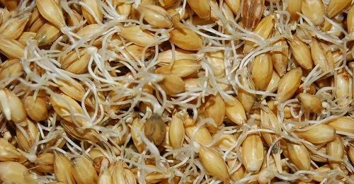 Cebada germinada