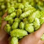 Flores de lúpulo