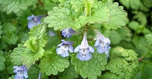 Glechoma Hederacea Glechoma Hederacea