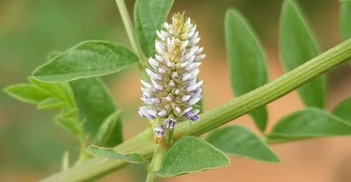 Glycyrrhiza Glabra Glycyrrhiza Glabra
