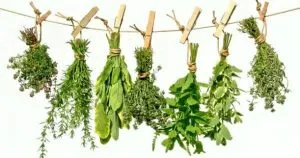 Gruit herbs Gruit herbs