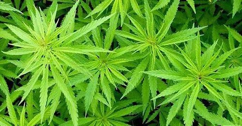 Hoja de Cannabis