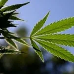 Hoja de Marihuana