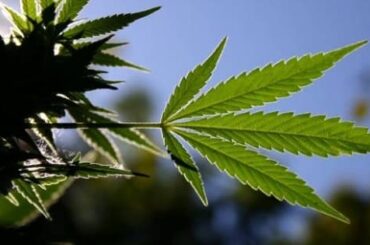 Hoja de Marihuana