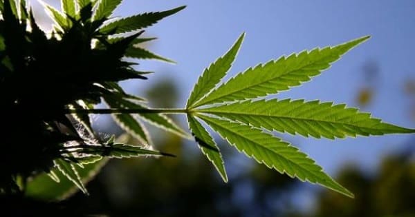 Marihuana (Cannabis sativa) Hoja de Marihuana