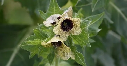 Hyoscyamus Niger Hyoscyamus Niger