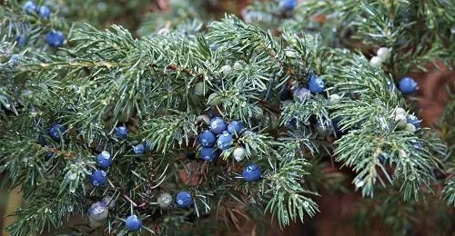 Juniperus Communis Juniperus Communis