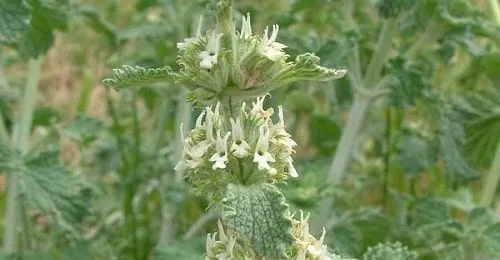 Marrubium Vulgare Marrubium Vulgare
