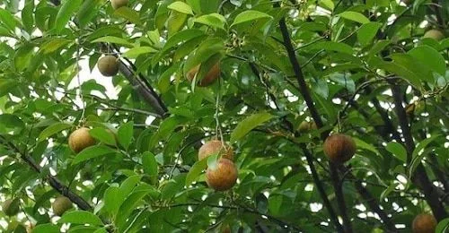 Myristica Myristica