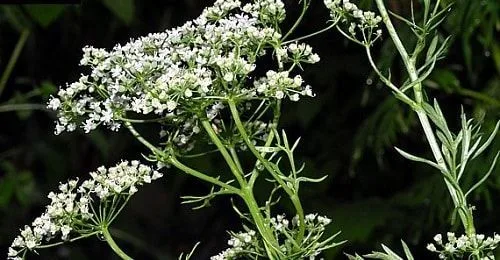Pimpinella Anisum Pimpinella Anisum