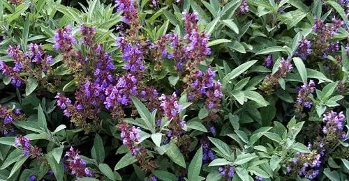 Salvia Officinalis Salvia Officinalis