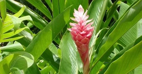 Zingiber Officinale Zingiber Officinale