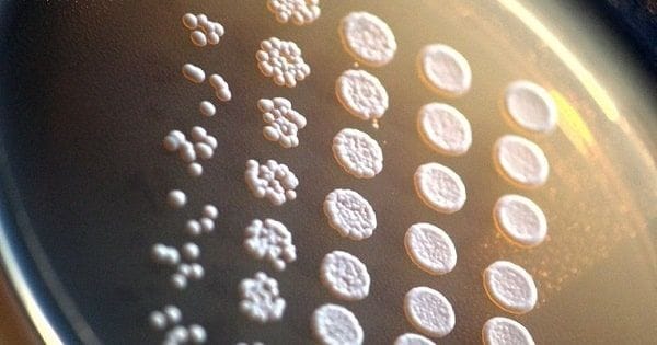 Los genes de la cerveza artesanal Los genes de la cerveza artesanal