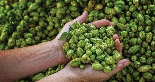 Humulus Lupulus
