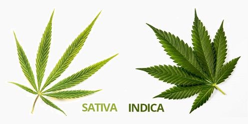 Cannabis Sativa vs Cannabis Indica