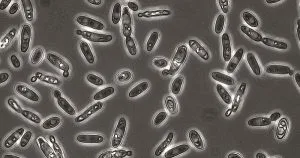 Brettanomyces en la cerveza