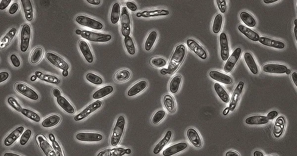 Brettanomyces Brettanomyces en la cerveza
