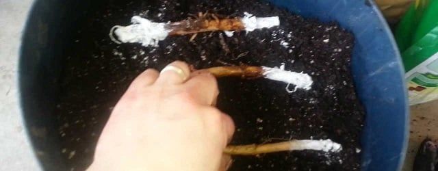 Rizomas de lúpulo rizomas de lúpulo para cultivo en macetas