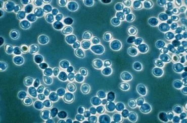Introducción al Brettanomyces