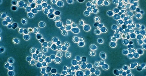 Introducción al Brettanomyces