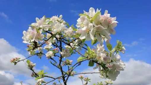 Manzano en flor Manzano en flor