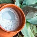 Pulque