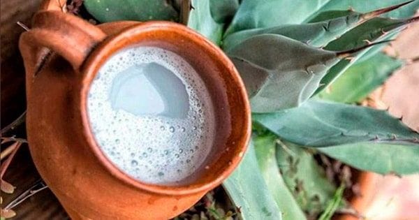 Pulque Pulque