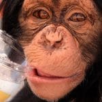 Teoria_mono_borracho_FB