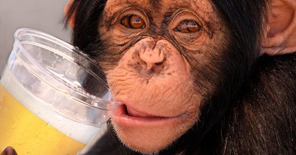 La evolución del hombre y la teoría del "mono borracho"