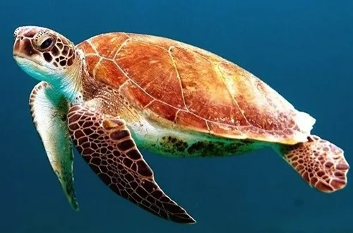 Tortuga caguama Tortuga caguama