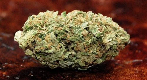 Cannabis de la variedad Skunk Skunk cannabis strain