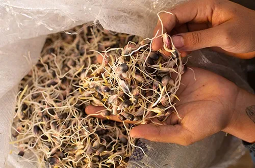 Maíz germinado Maíz germinado