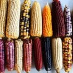 Maíz para sendechó