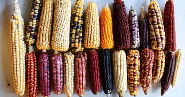 Maíz para sendechó
