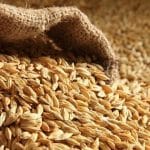 Granos de cebada