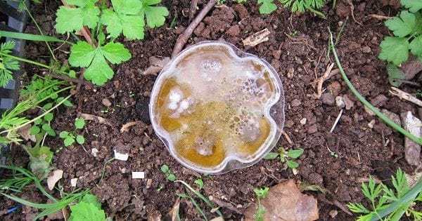 Trampas de cerveza para el control de plagas Trampas de Cerveza