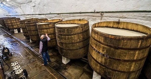 Descubren nueva levadura a partir de una muestra de cerveza artesanal Descubren nueva levadura a partir de una muestra de cerveza artesanal