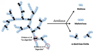 Acción de la Amilasa