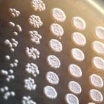 Saccharomyces cerevisiae