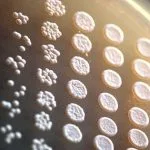 Saccharomyces cerevisiae