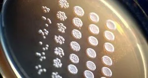Saccharomyces cerevisiae Saccharomyces cerevisiae
