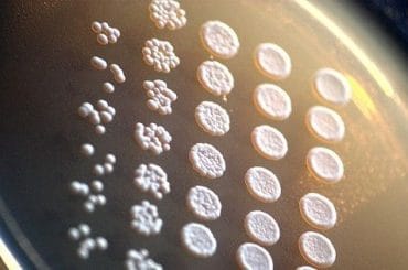 Saccharomyces_cerevisiae