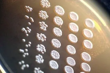 Saccharomyces cerevisiae